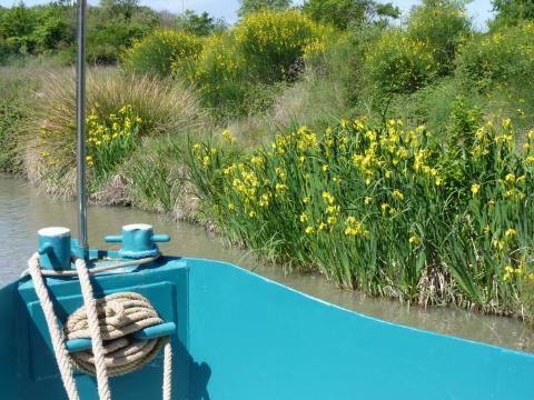 La flore Iris jaunes sur les rives du canal