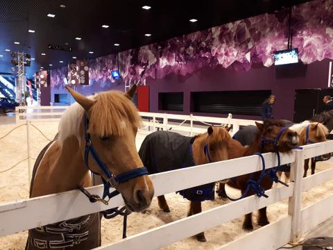 Nos poneys dans le hall de l'Arena lors du CSI