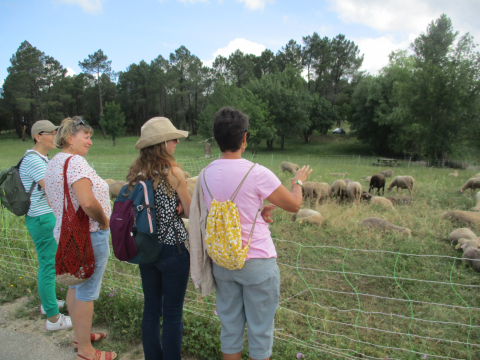 Visite d'un élevage de brebis mérinos