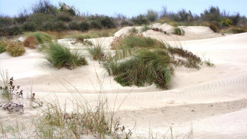 dunes de sable et verdure