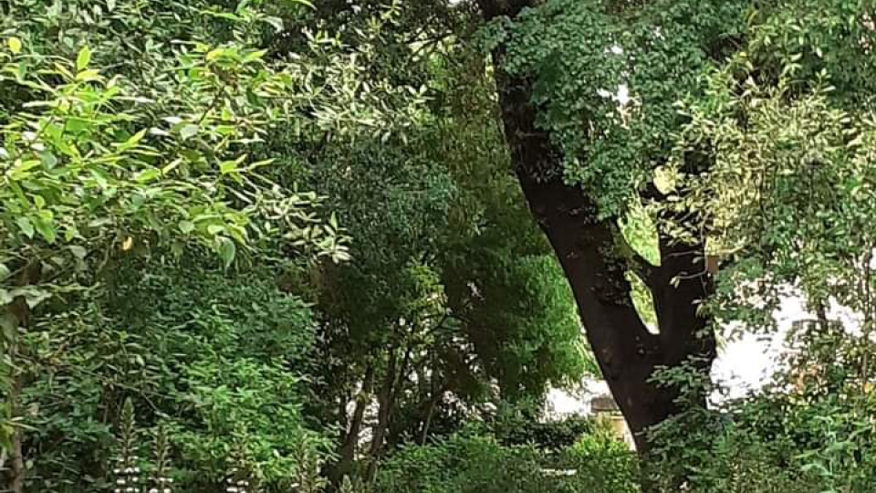 une allée 